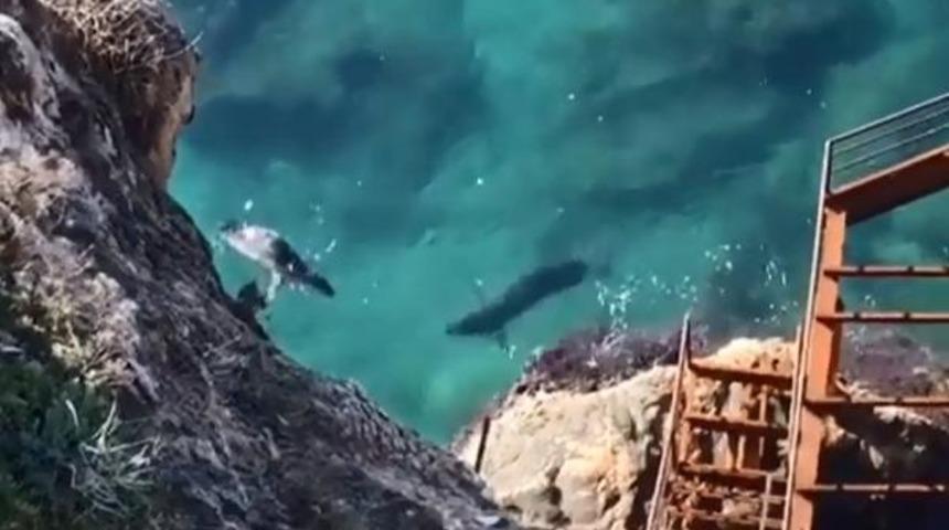 Antalya'da Akdeniz foku görüntülendi! 