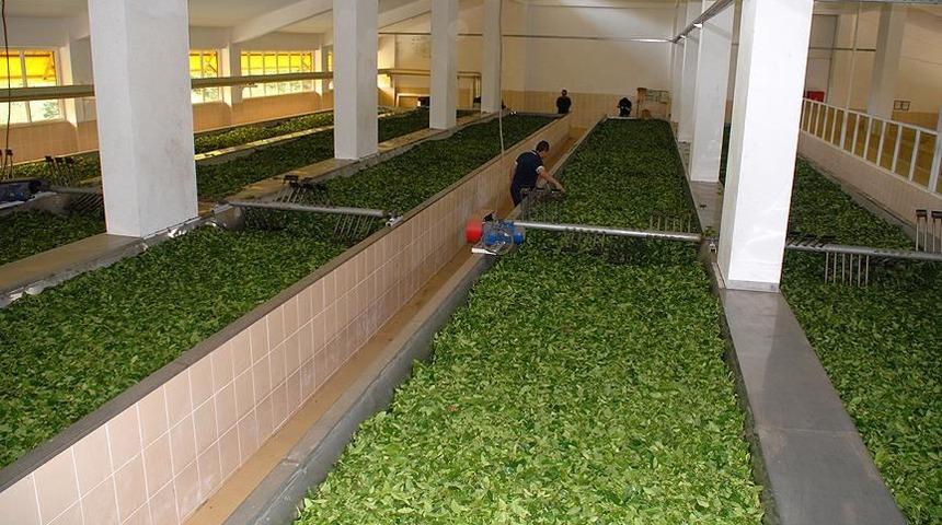  ÇAYKUR mevsimlik işçi alacak  