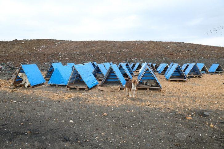 Ordu’da sokak hayvanları koruma altına alınacak G1