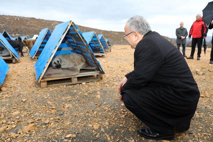 Ordu’da sokak hayvanları koruma altına alınacak G2
