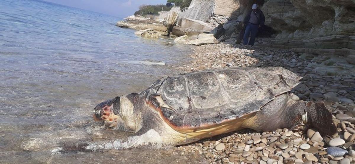 &Ouml;l&uuml; deniz kaplumbağası kıyıya vurdu