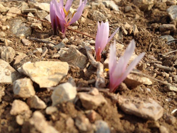 Oltu’da Kar Çiçekleri açtı G1