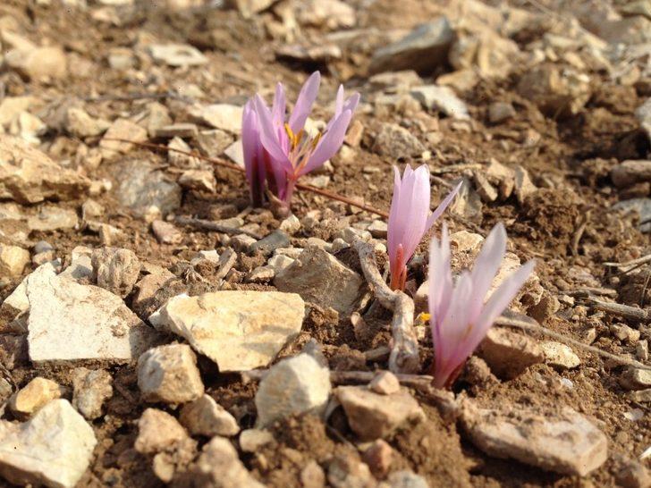 Oltu’da Kar Çiçekleri açtı G2