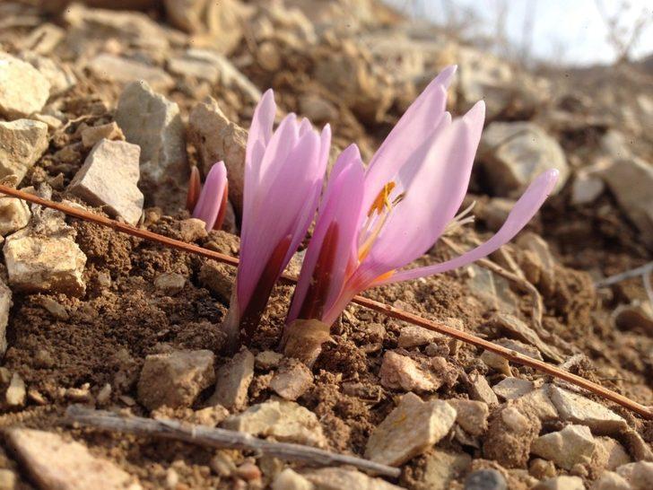 Oltu’da Kar Çiçekleri açtı G3