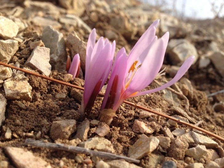 Oltu’da Kar Çiçekleri açtı G4