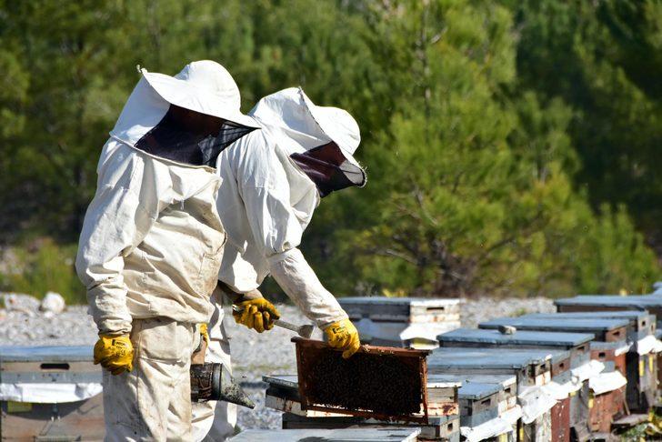 Arıcılar uyarıyor: Donmuş değil, donmamış baldan uzak durun G2