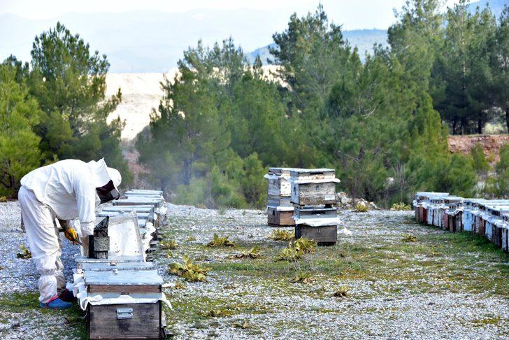 Arıcılar uyarıyor: Donmuş değil, donmamış baldan uzak durun G3