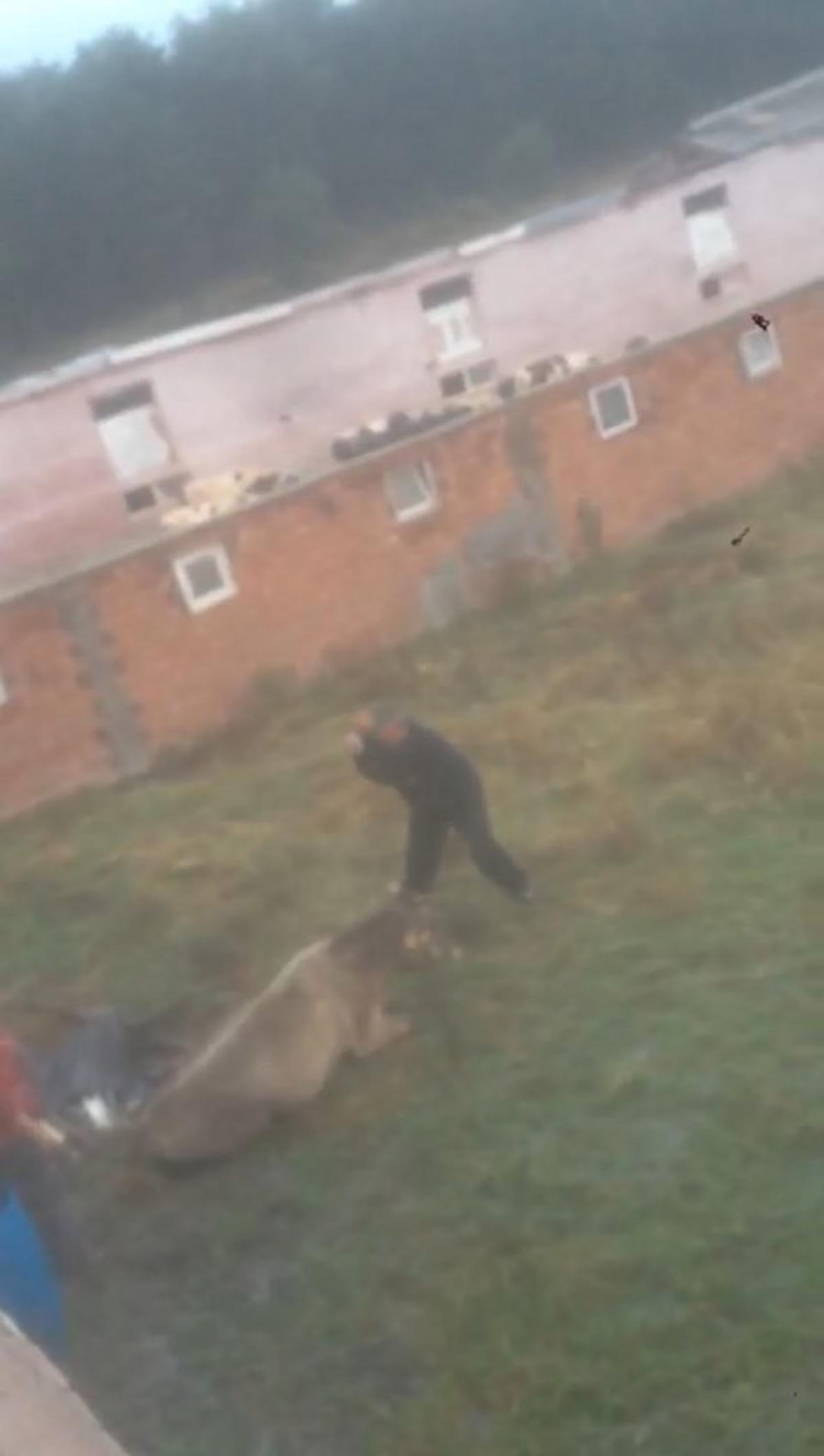 Sakarya'da korkun&ccedil; g&ouml;r&uuml;nt&uuml;! &Ouml;nce hayvana eziyet etti, ardından kesti&nbsp;