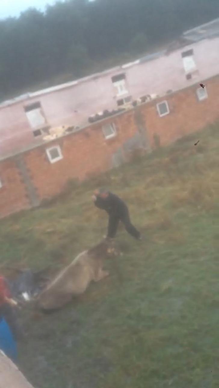 Sakarya'da korkunç görüntü! Önce hayvana eziyet etti, ardından kesti  G1