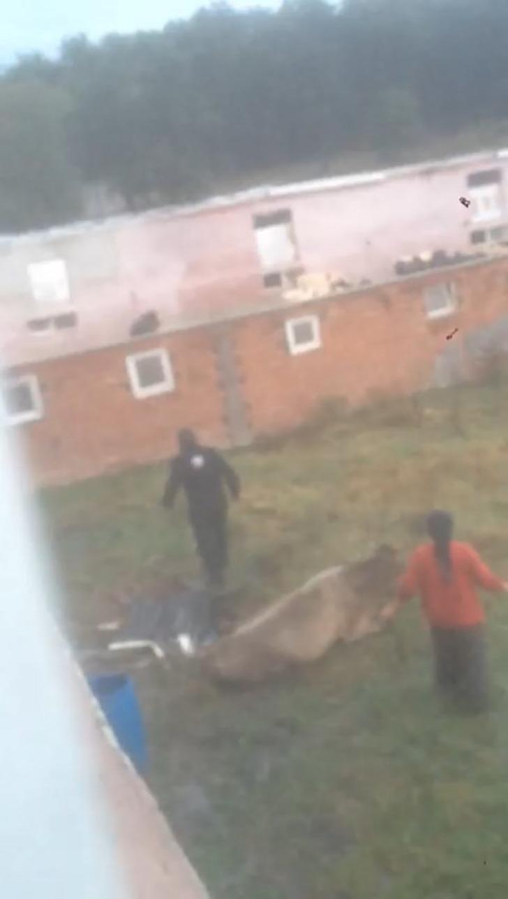 Sakarya'da korkunç görüntü! Önce hayvana eziyet etti, ardından kesti  G2