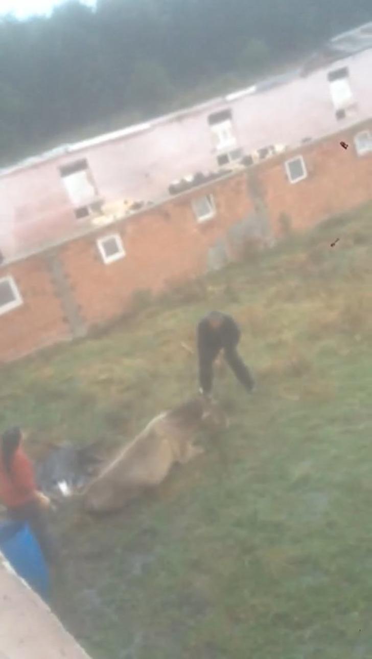 Sakarya'da korkunç görüntü! Önce hayvana eziyet etti, ardından kesti  G3