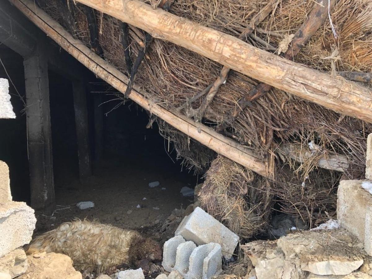 Kar ağırlığına dayanmayan ahır &ccedil;&ouml;kt&uuml;: 12 koyun telef oldu