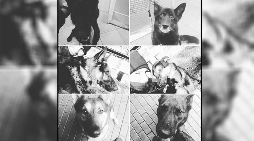 Polonya'da korkun&ccedil; olay! K&ouml;pekler haşlanarak &ouml;ld&uuml;