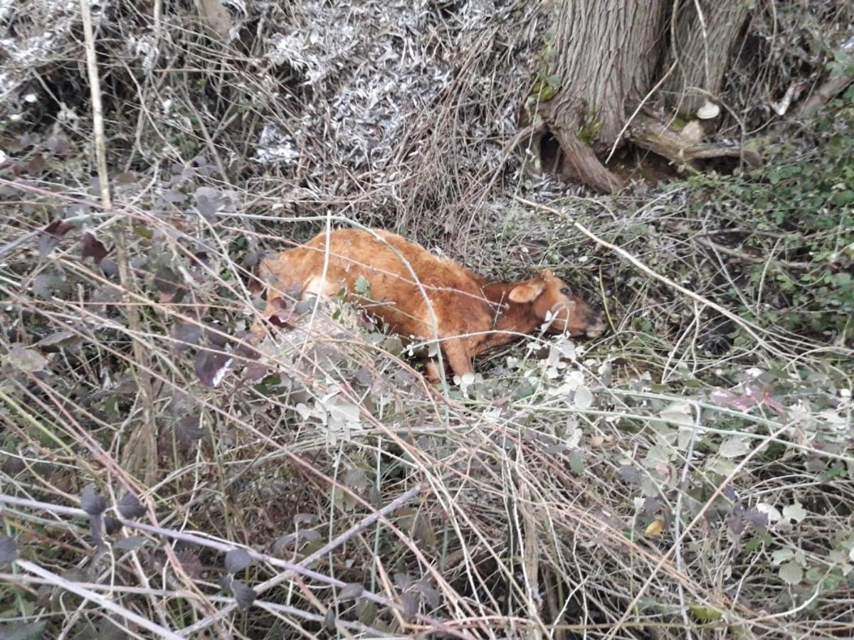 Gerc&uuml;ş&rsquo;te u&ccedil;urumdan d&uuml;şen inek telef oldu