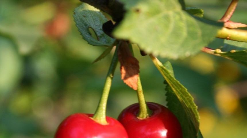 Kiraz &uuml;reticisine sigorta uyarısı