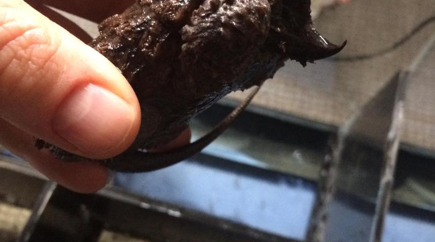 Sosyal medyada satışa &ccedil;ıkarılan timsah yiyen kaplumbağalara el konuldu