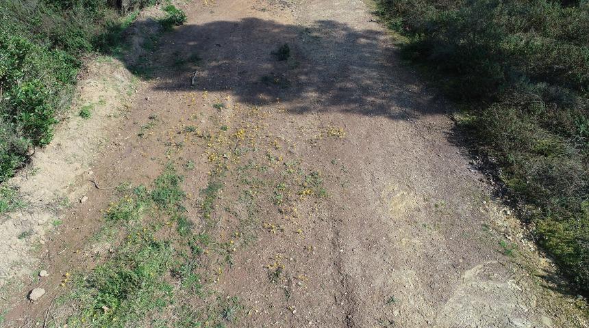 Baharın m&uuml;jdeleyicisi 'İstanbulensis &ccedil;i&ccedil;eği' a&ccedil;tı