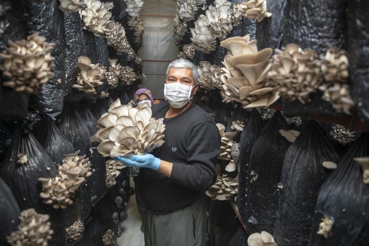 Mersin&rsquo;de &rsquo;İstiridye Mantarı Projesi&rsquo;