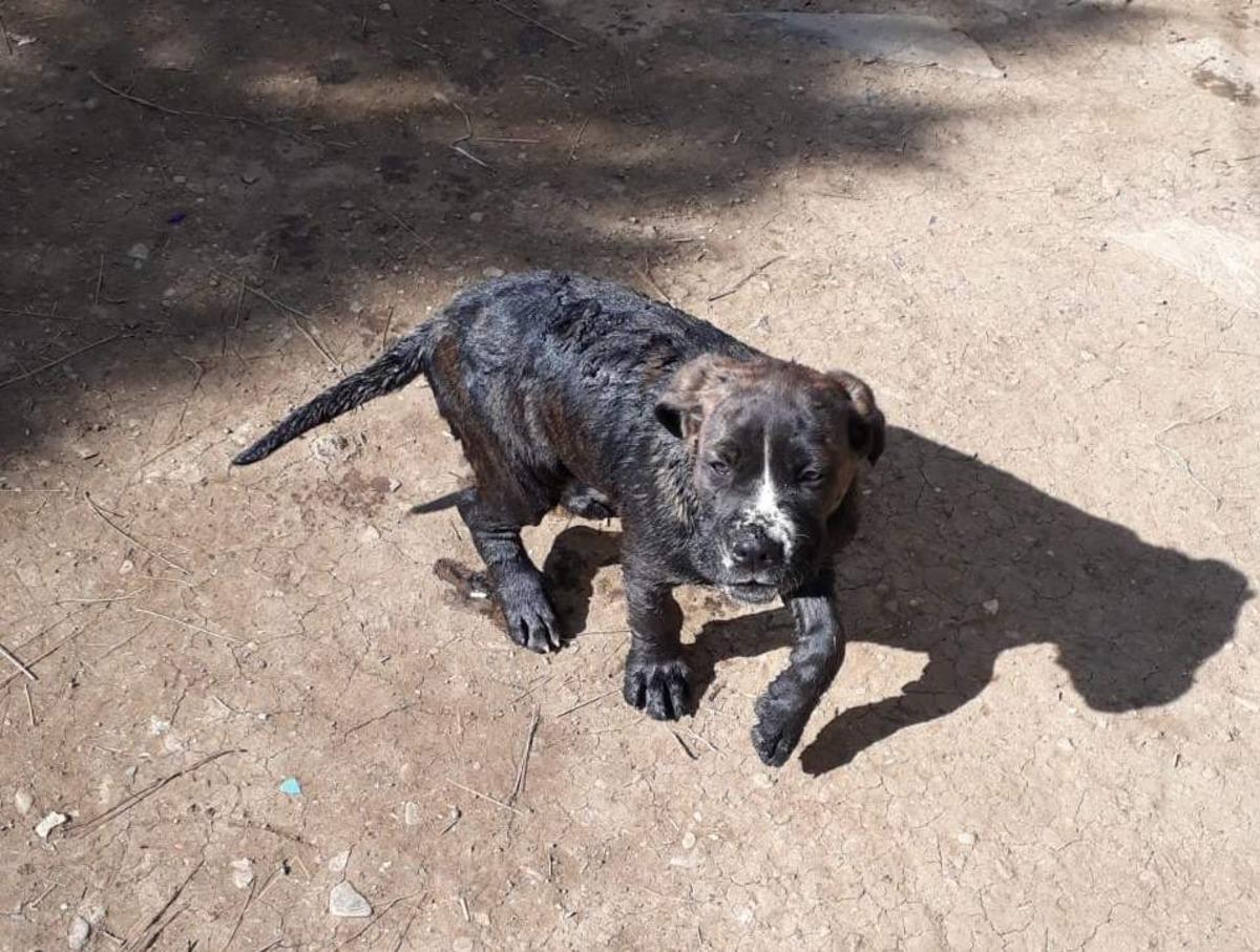 10 metrelik kuyuya d&uuml;şen yavru k&ouml;peği itfaiye kurtardı