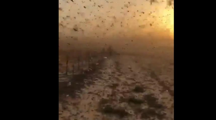 Suudi Arabistan&rsquo;da &ccedil;ekirge istilası