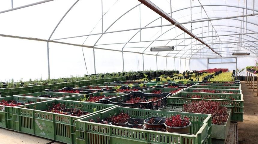 Kahramanmaraş’ta ilkbahar hazırlığı