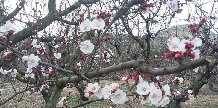 Mersin’de kayısı ağaçları çiçek açtı G1