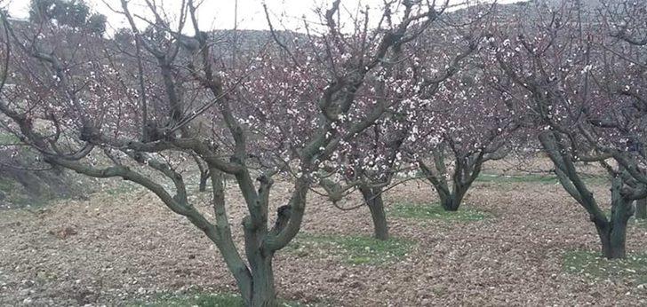Mersin’de kayısı ağaçları çiçek açtı G2