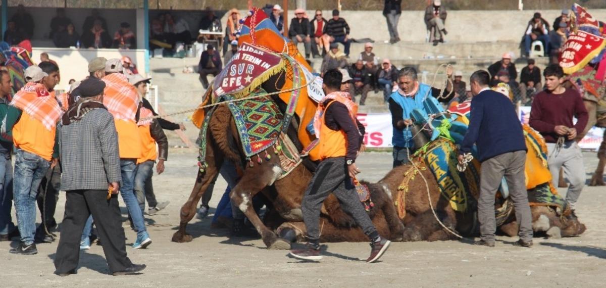 Pehlivan develer Ortaklar Arenası&rsquo;nda buluştu