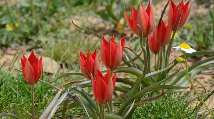 Manisa Lalesi'ni koparmanın cezası 73 bin 747 TL