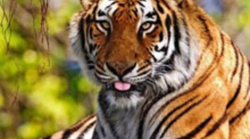 Siz Hangi Tip Annesiniz?