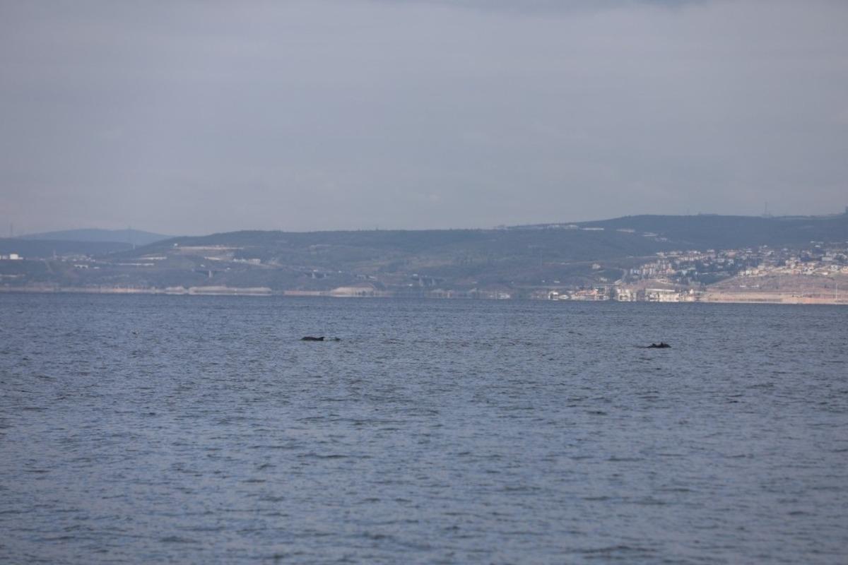 İzmit K&ouml;rfezi&rsquo;nde yunus balıklarından g&ouml;rsel ş&ouml;len