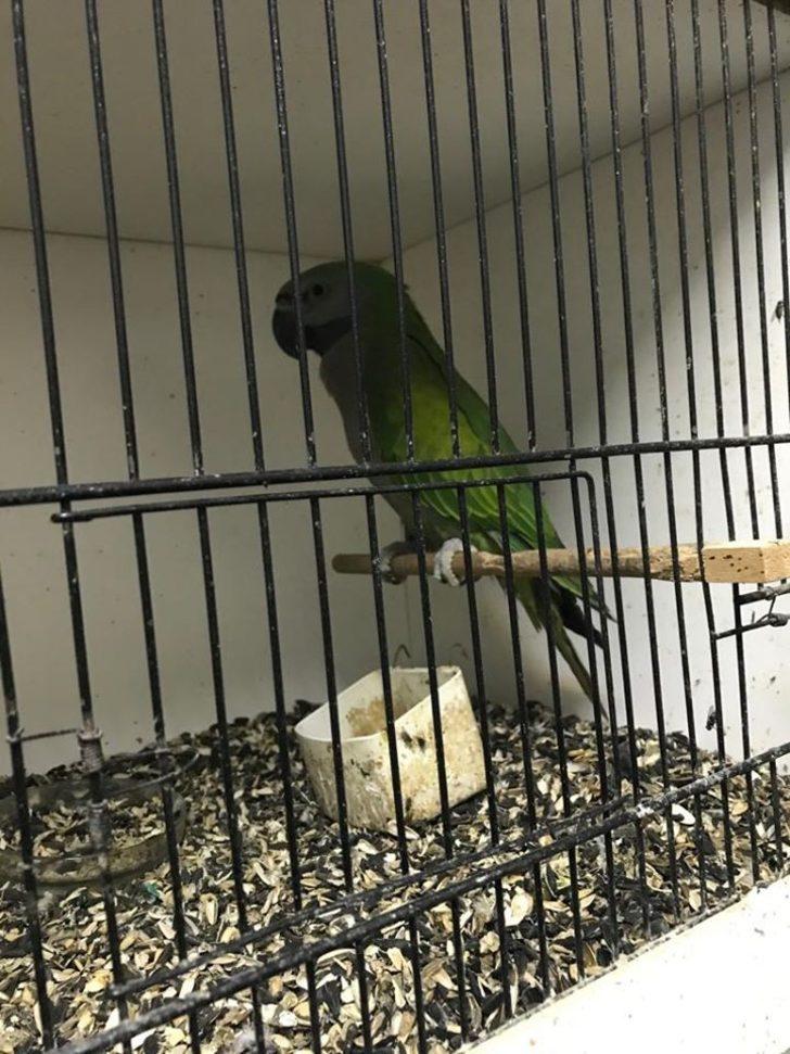 Aydın’da CITES kapsamında kaçakçılık operasyonu gerçekleştirildi G4