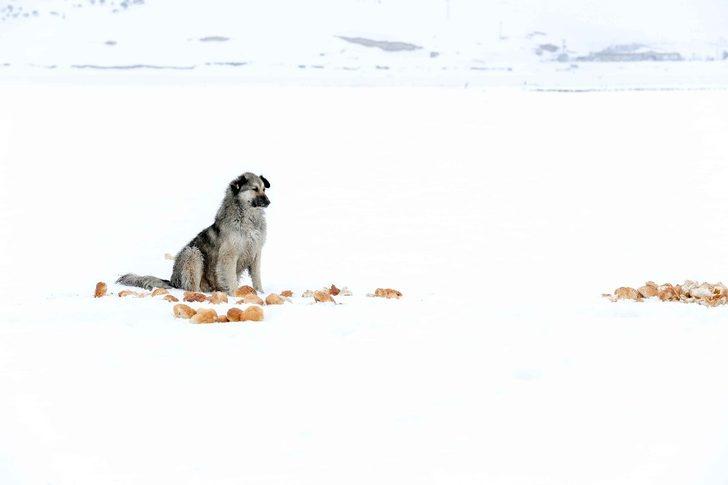 Sokak hayvanları İpekyolu’nda sahipsiz kalmıyor G3