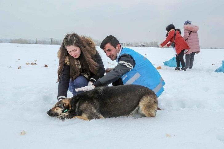 Sokak hayvanları İpekyolu’nda sahipsiz kalmıyor G4