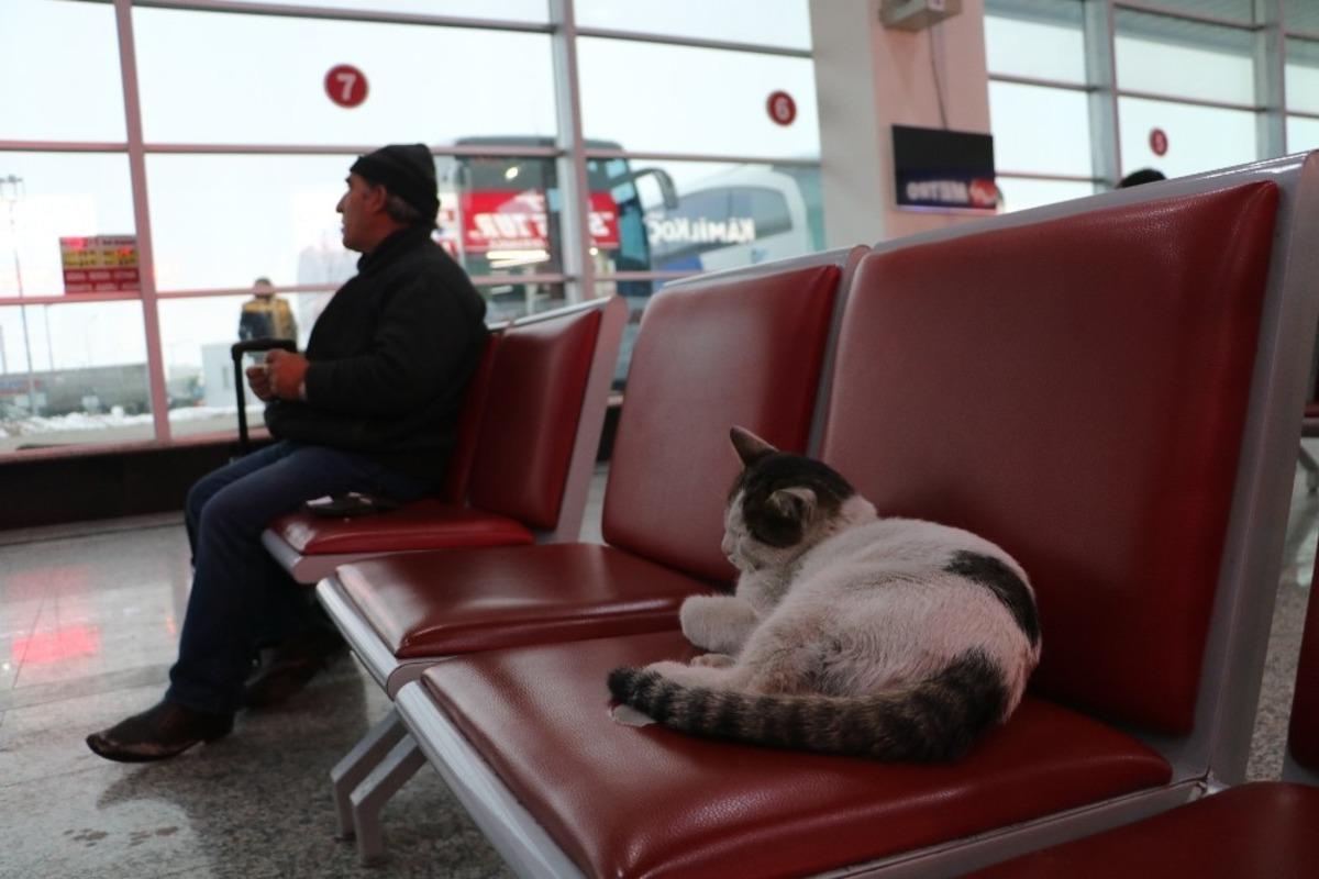 Otob&uuml;s terminalini mesken tuttu, terminalin maskotu oldu