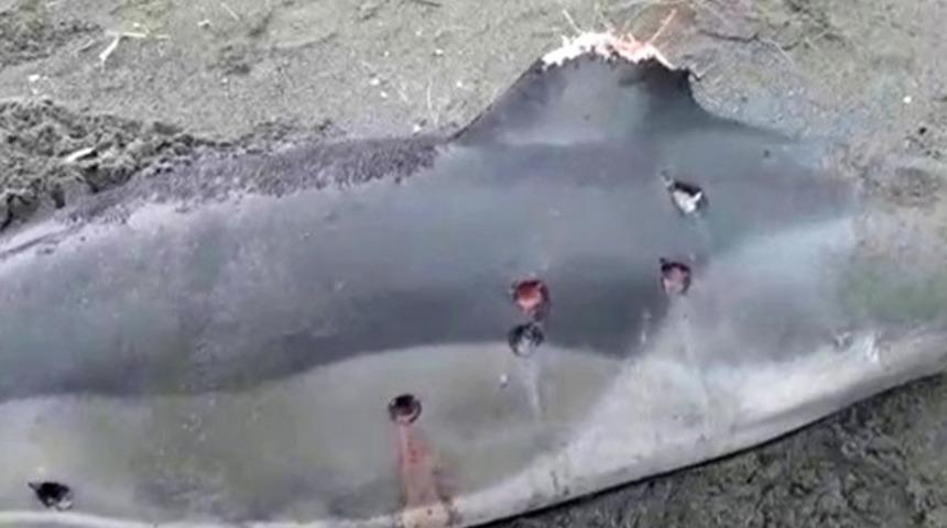 Tepki çeken görüntü! Yunuslar silahla öldürüldü