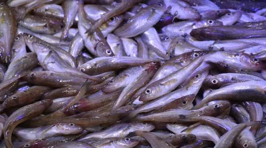 Karadeniz&rsquo;de mezgit avı arttı