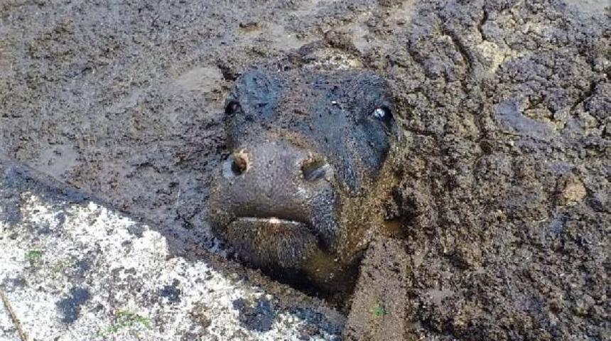 Ekipler seferber oldu! Prina havuzuna d&uuml;şt&uuml;...