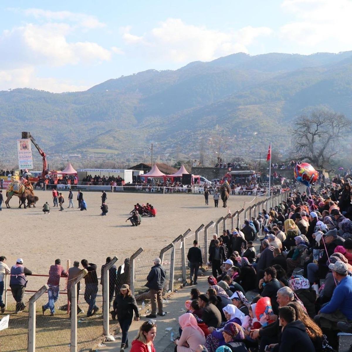 Bozdoğan&rsquo;da develer g&uuml;reşti