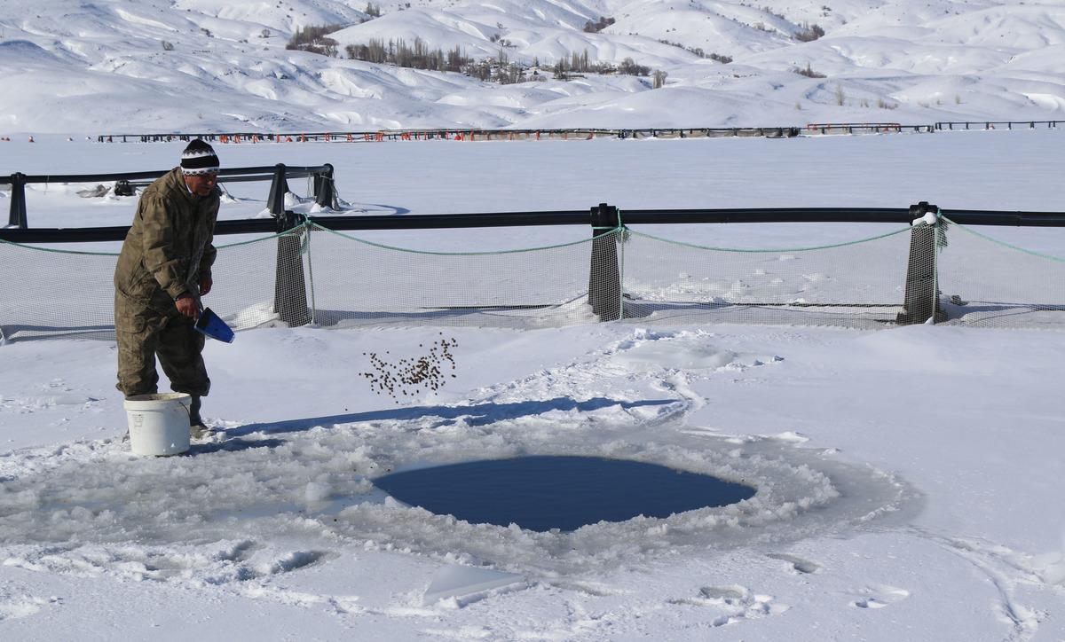 Sivas'ta buzları kırarak balıkları besliyorlar