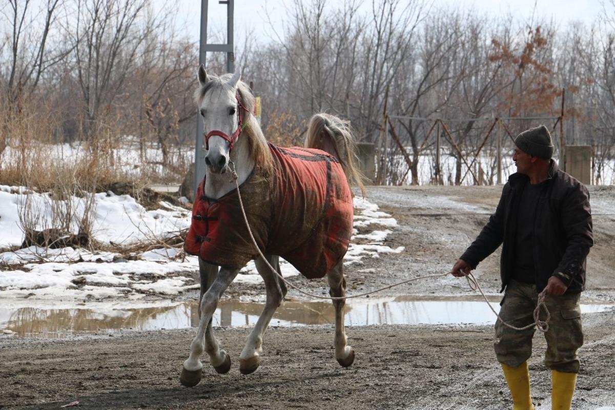 Erzincan&rsquo;da tek tırnaklı hayvanlara mikro&ccedil;ipli takip