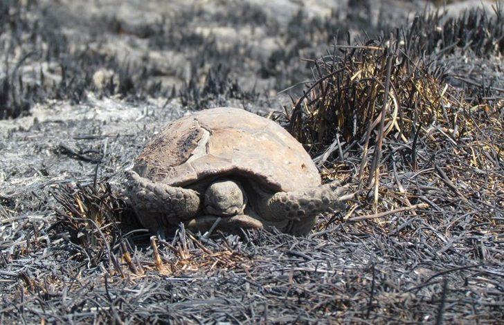 Sazlıklarla birlikte canlar da yanıyor G4