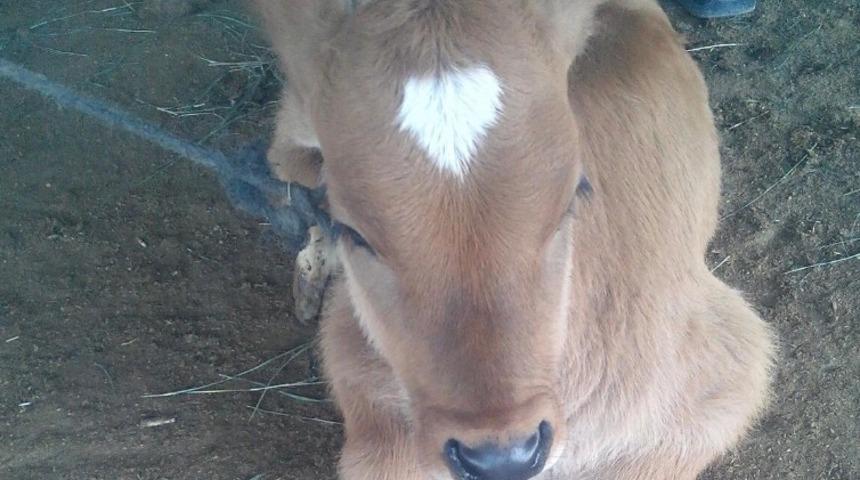 Iğdır Canlı Hayvan Borsası açılıyor