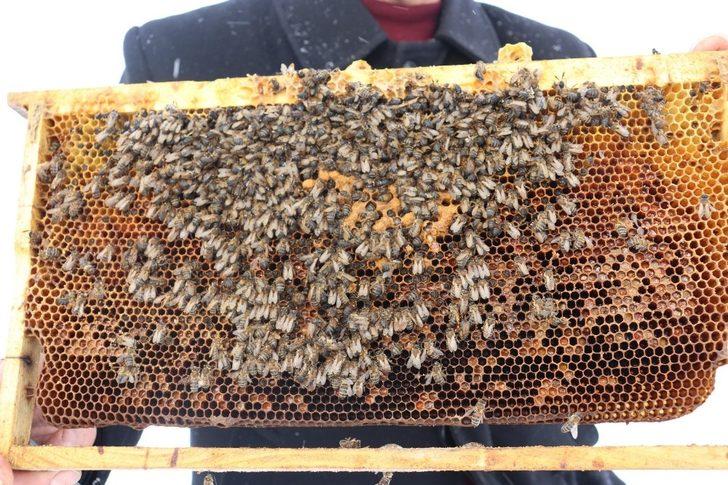 Ağrı’da arıcıların zorlu kış mesaisi G4