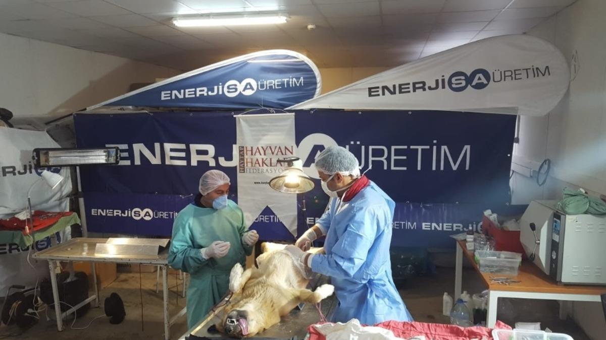 Tufanbeyli&rsquo;de sokak hayvanları kısırlaştırıldı