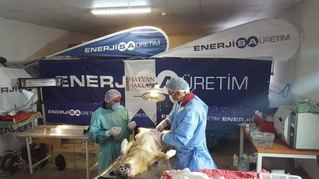 Tufanbeyli’de sokak hayvanları kısırlaştırıldı