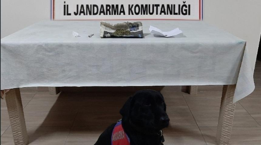 Narkotik k&ouml;peği Perma uyuşturucuyu yakaladı