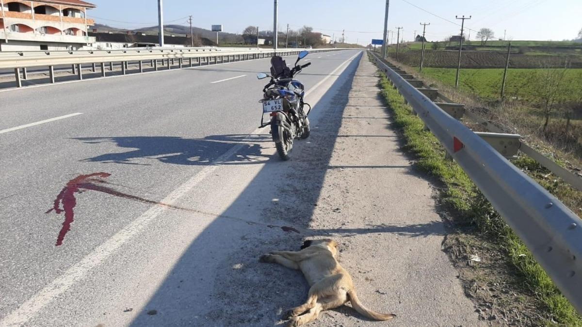 Motosikletli gen&ccedil; &ouml;l&uuml; olarak bulduğu k&ouml;peği boş araziye g&ouml;md&uuml;
