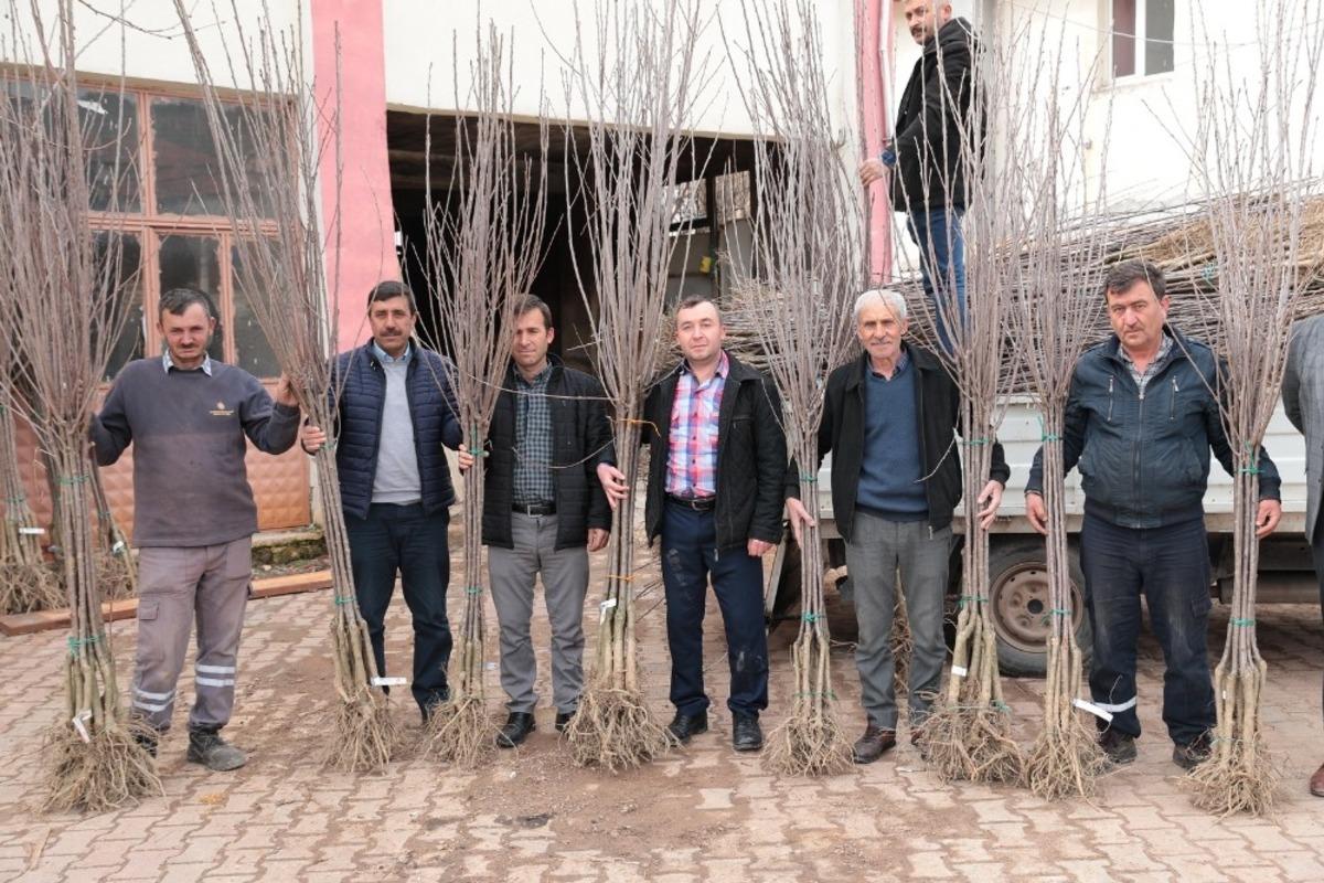 Akhisar&rsquo;da artık kiraz da yetişecek