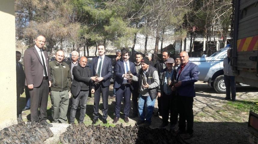 Sumak fidanı dağıtıldı